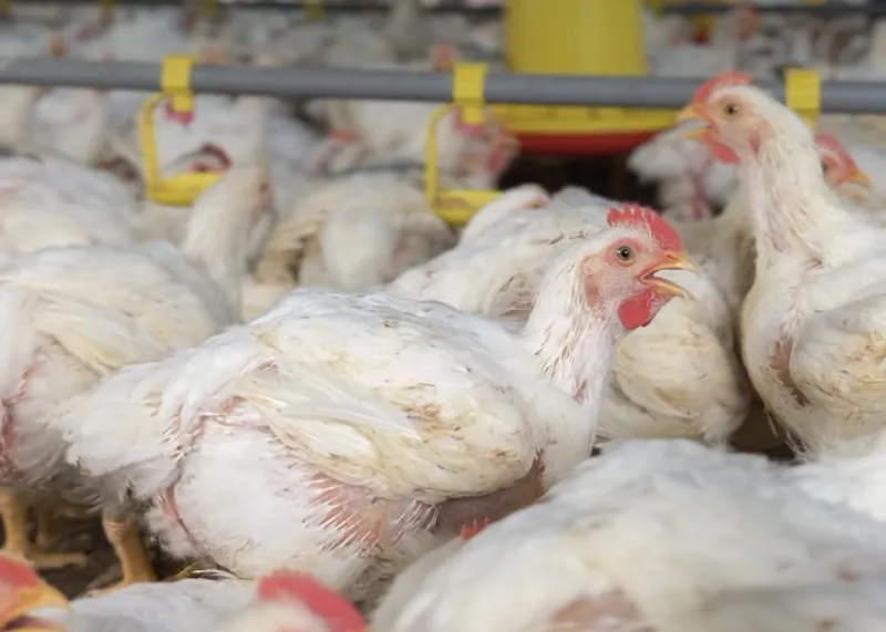 Unit Usaha Jual Ayam Potong
