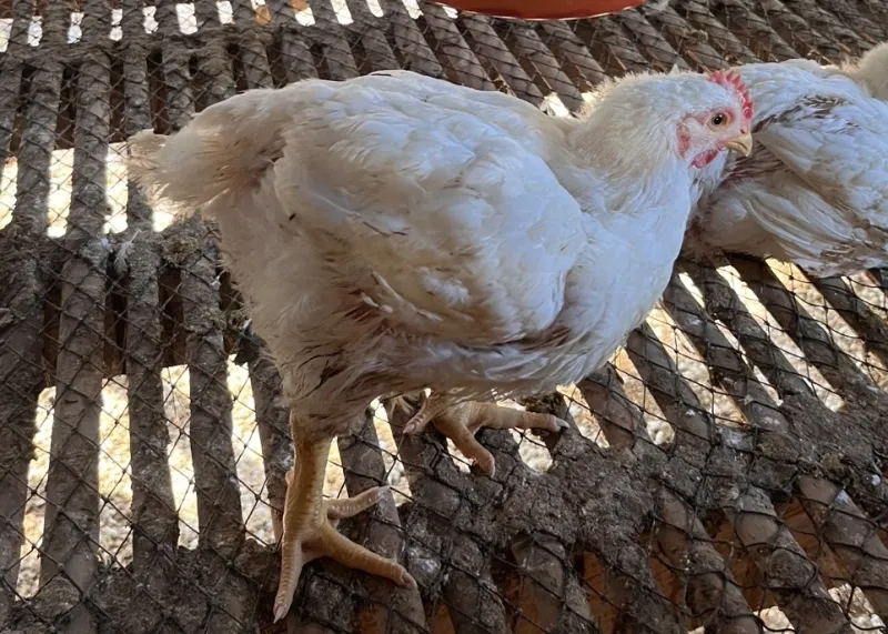 Unit Usaha Jual Ayam Potong