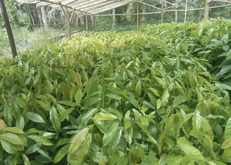 Unit Usaha Jual Beli Bibit