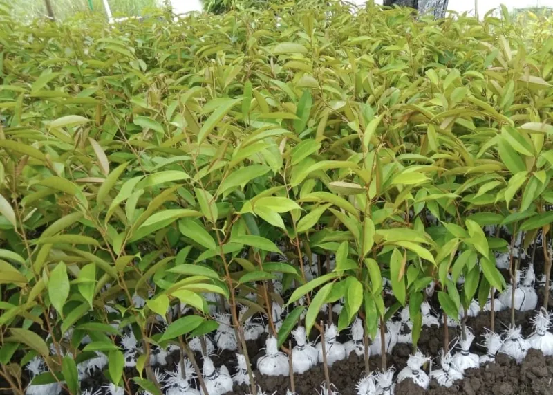 Unit Usaha Jual Beli Bibit